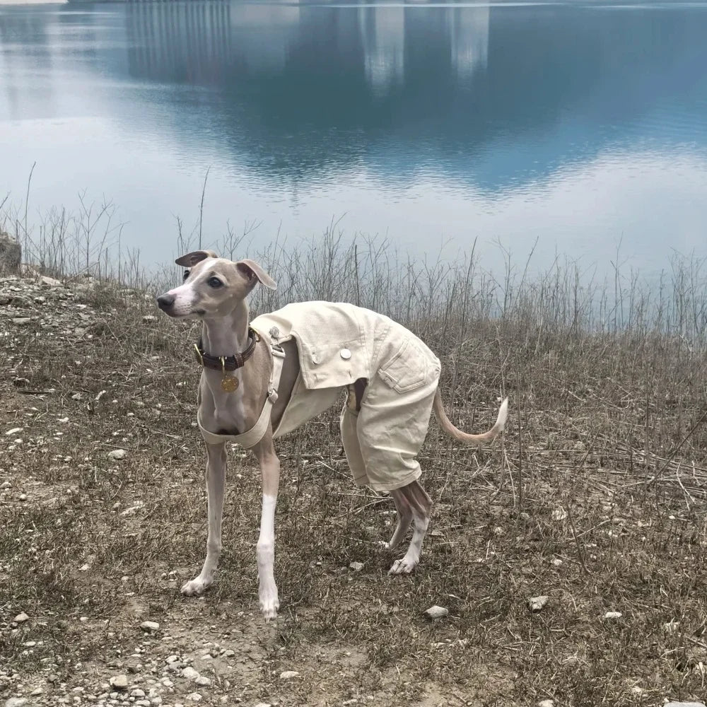 Pet Clothing Adjustable Blue Thin Denim Carrier Pants for Mid Dogs 4-legged Spring White Coat for Italy Greyhound Wellingtonian