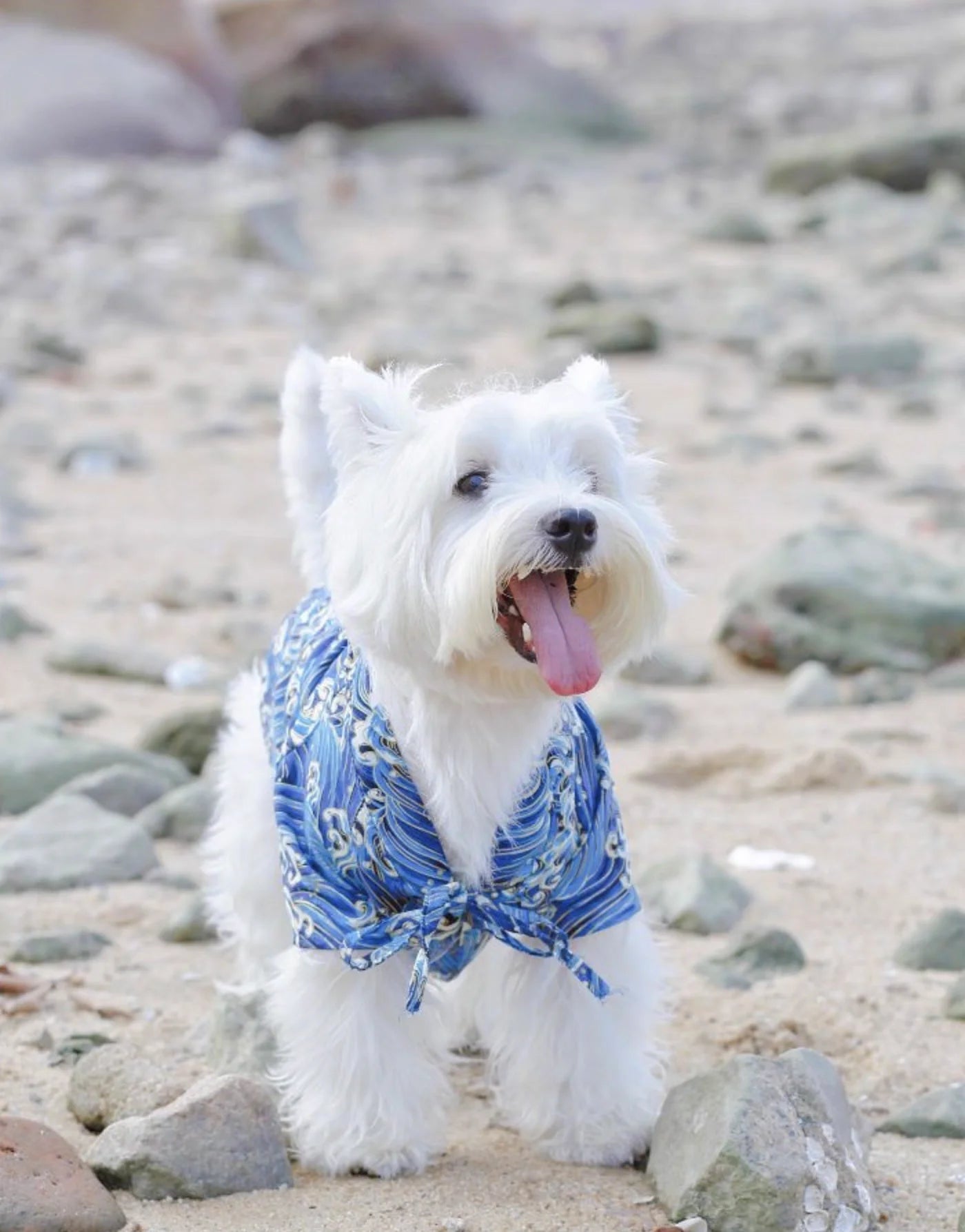 Japanese Style Pet Kimono Spring Summer Clothes for Cats And Dogs Small to Medium Size Shiba Inu Corgi Puppy Costume Outfit