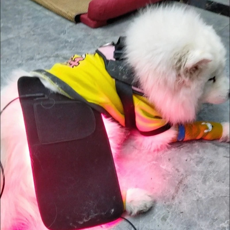 Pet Care Home Use Infrared Red Light Therapy Belt Wrap for Dogs Cats